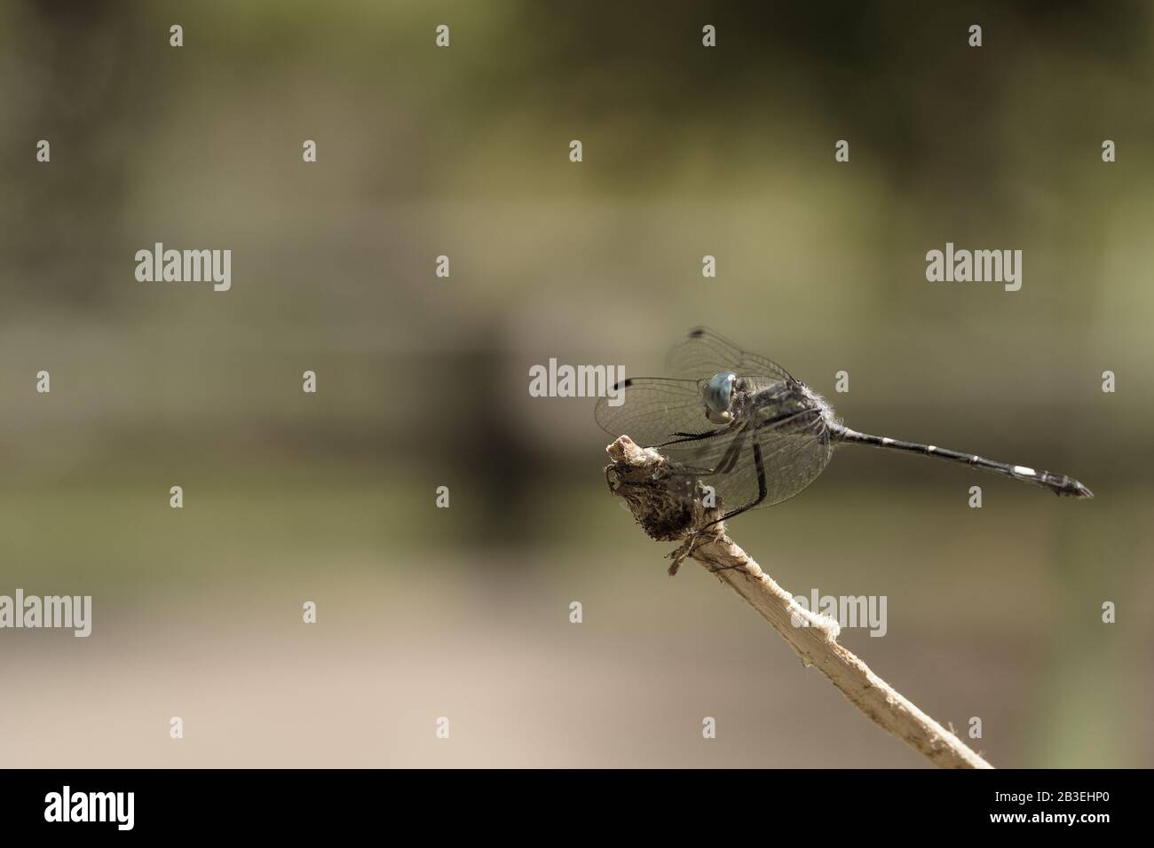 dragonfly standing on a branch on a stormy day Stock Photo