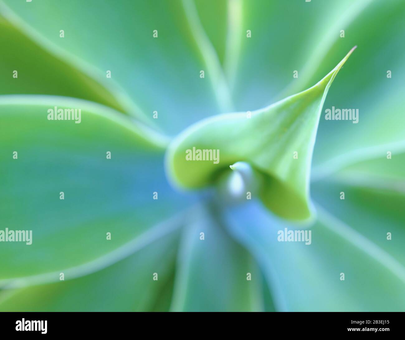 image aesthetic vert plante