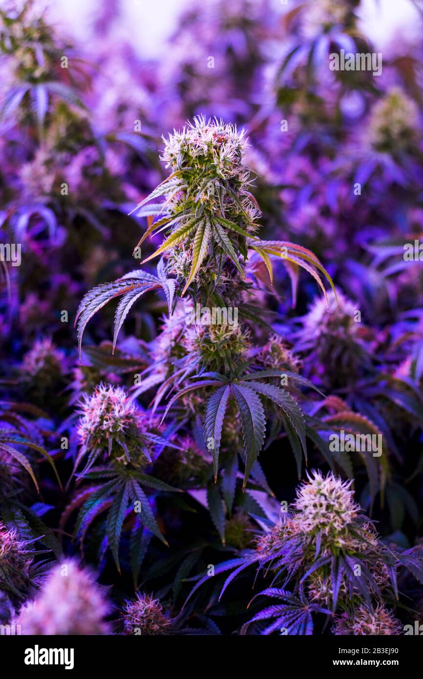 Mature purple indoor medical recreational marijuana cannabis industry plants with large developed cola flowers Stock Photo