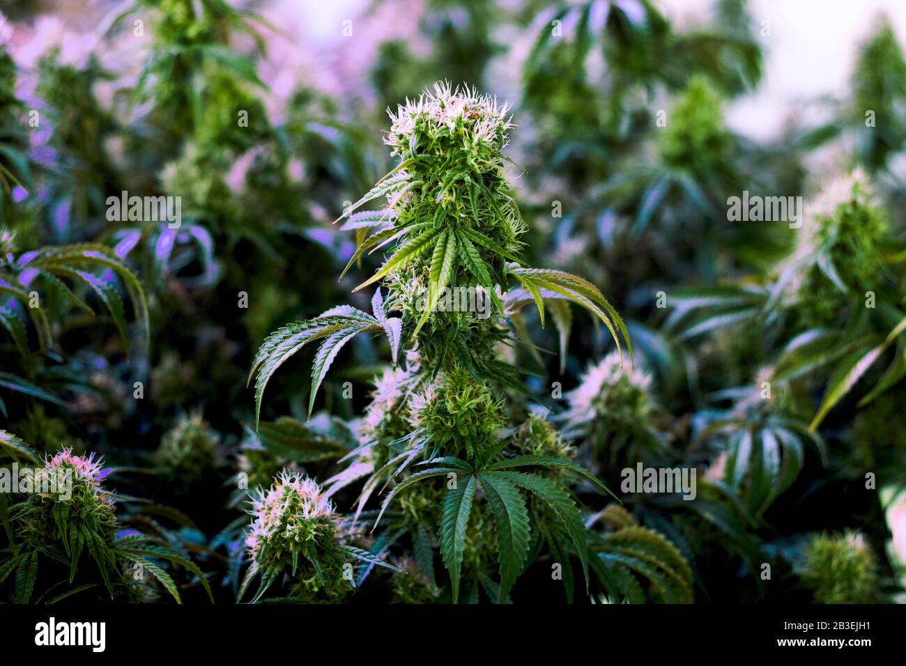 Mature indoor medical recreational marijuana cannabis industry plants with large developed cola flowers Stock Photo