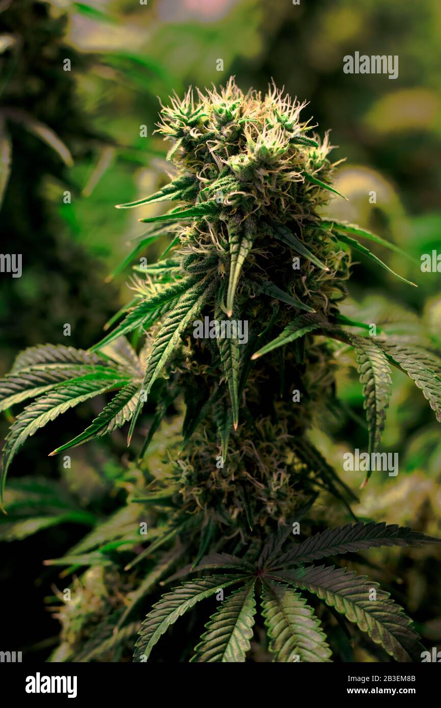 Mature Cannabis Plant High Resolution Stock Photography And Images Alamy