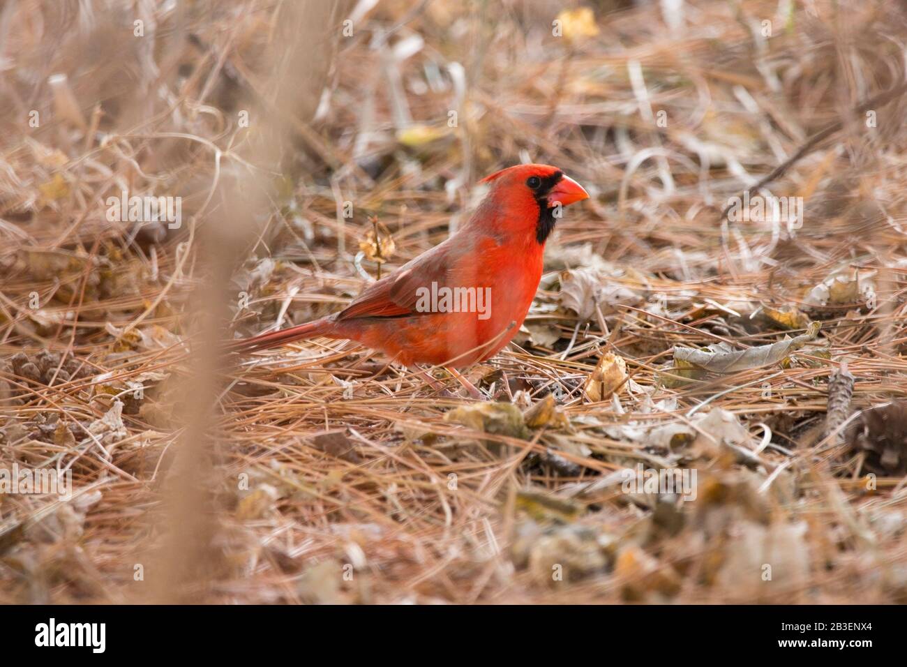 Male Red Cardinal Eating Seeds on the Ground Stock Photo Alamy