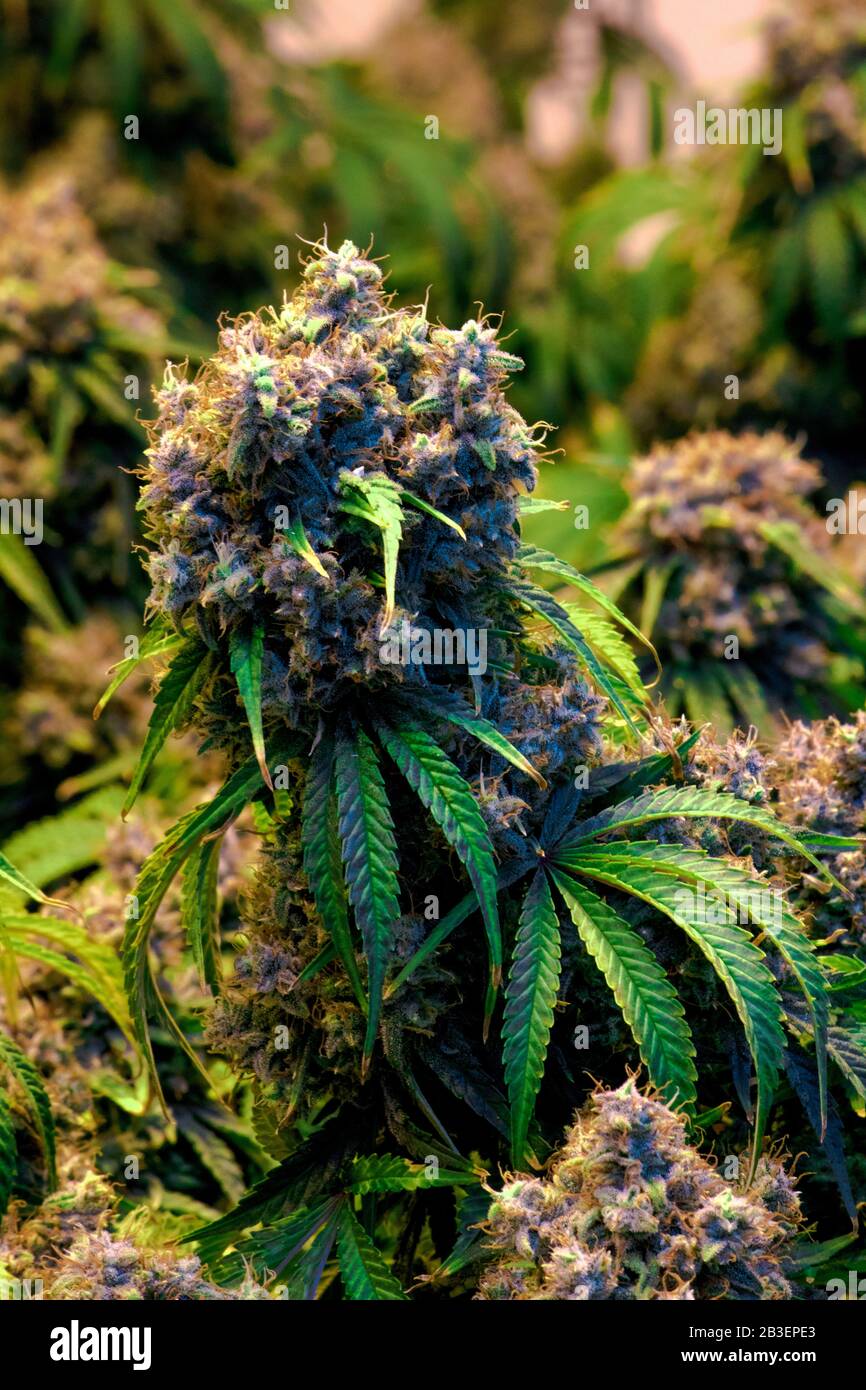 Mature indoor medical recreational marijuana cannabis industry plant with  large developed cola flowers and visible developing pistils and trichomes  Stock Photo - Alamy