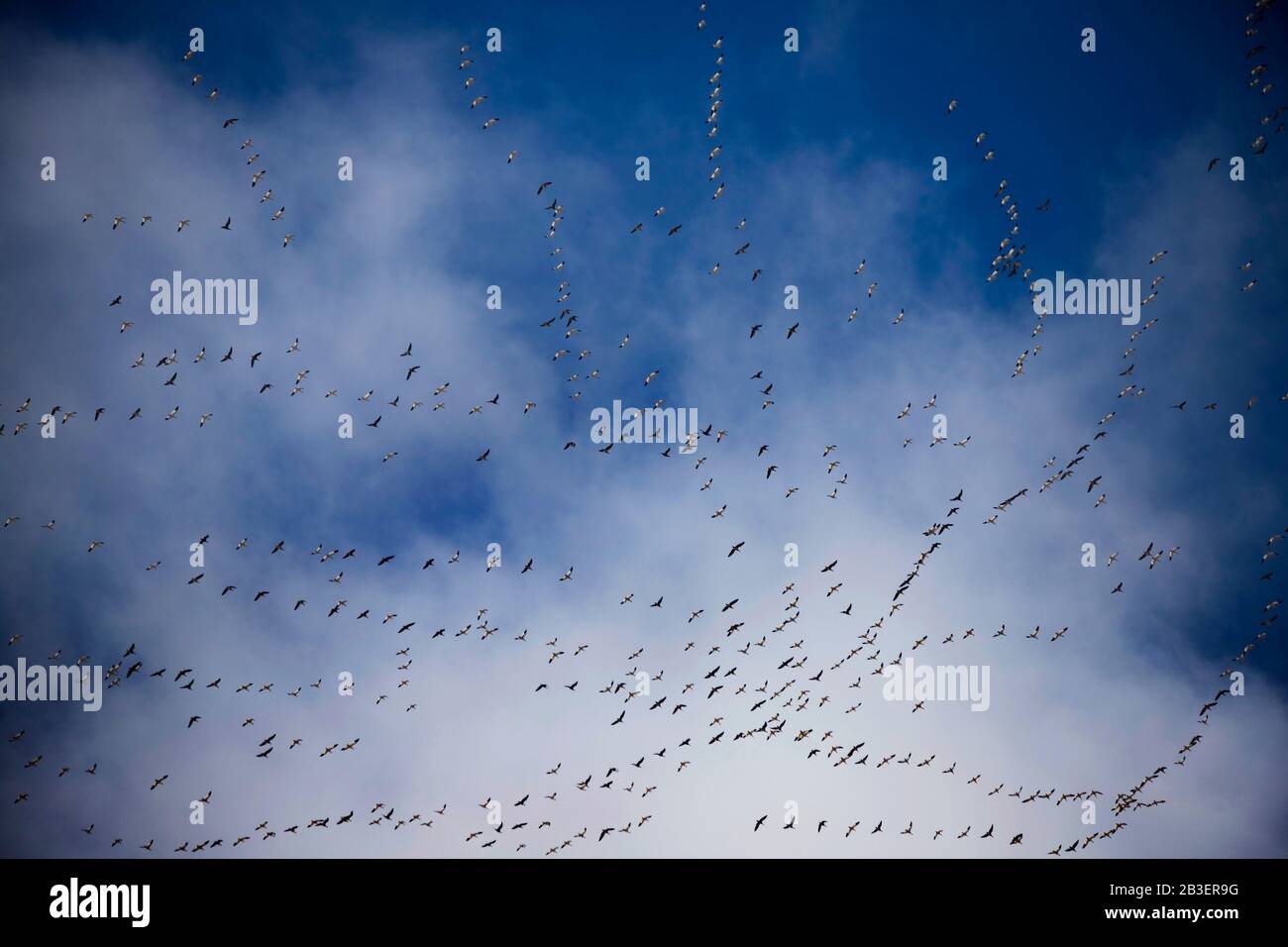 Flocks of Geese Migrating in the Midwest Stock Photo