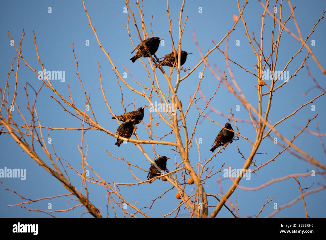 Flock of Starlings Perched in a Tree During Migration in the Spring Stock Photo