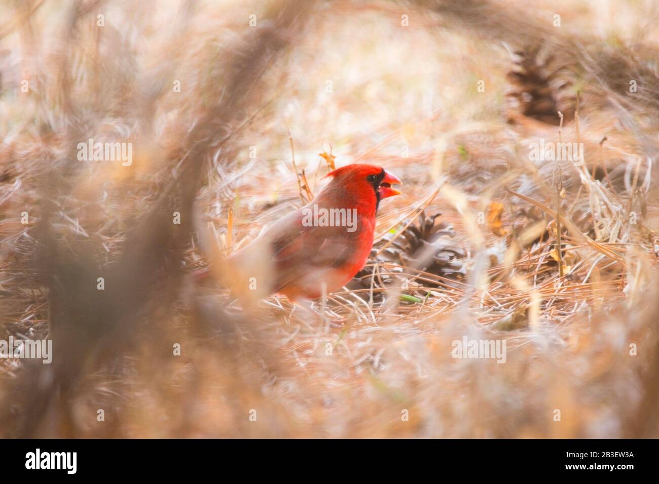 Male Red Cardinal Eating Seeds on the Ground Stock Photo Alamy