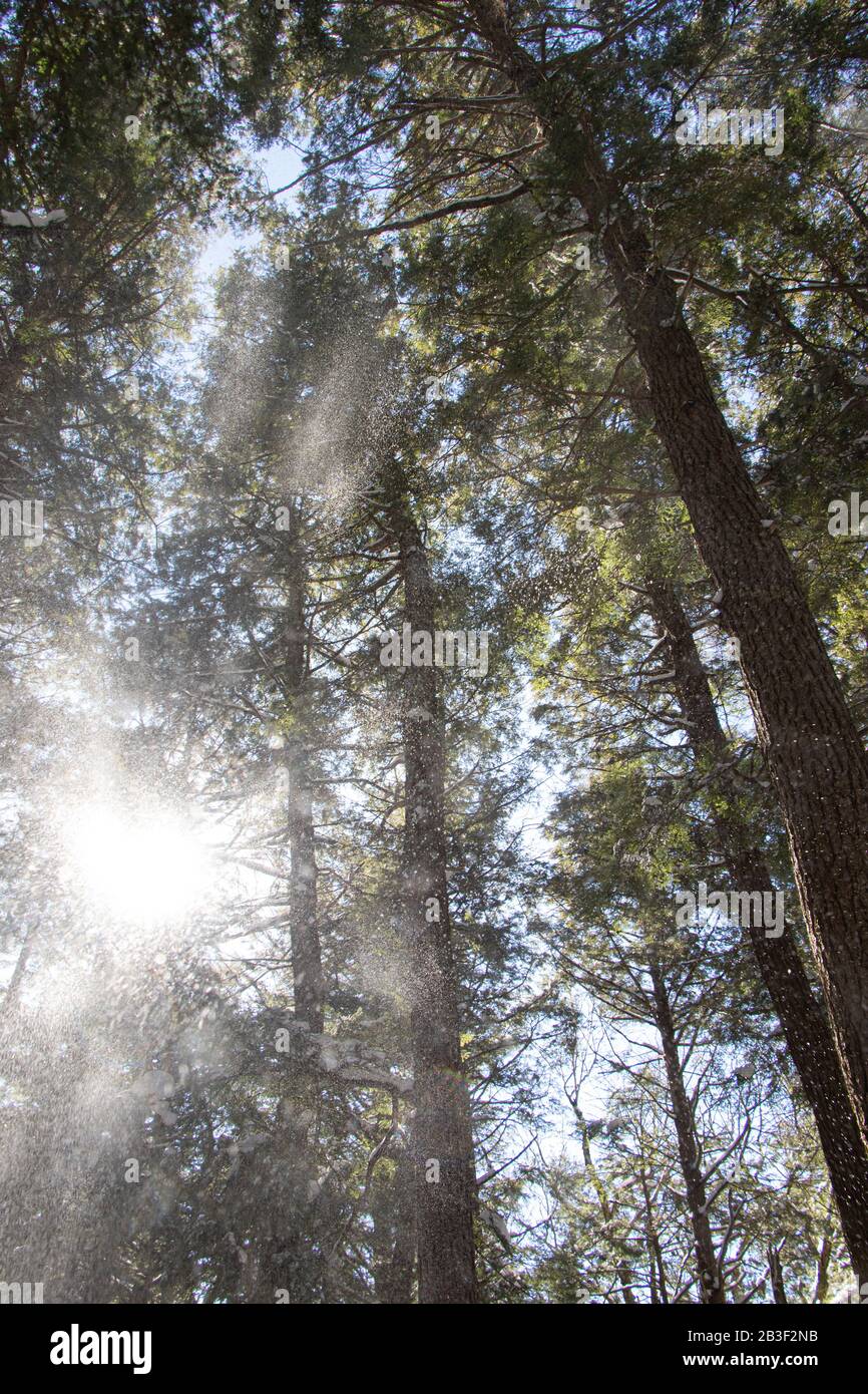 A mist of snow descends from the trees in a forest on a bright winter day in northern Ontario. Stock Photo