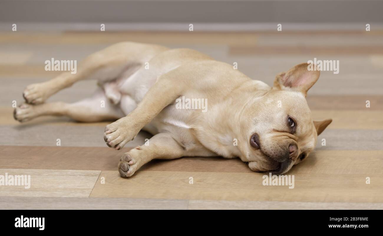 Why Is My Dog Rolling On The Floor