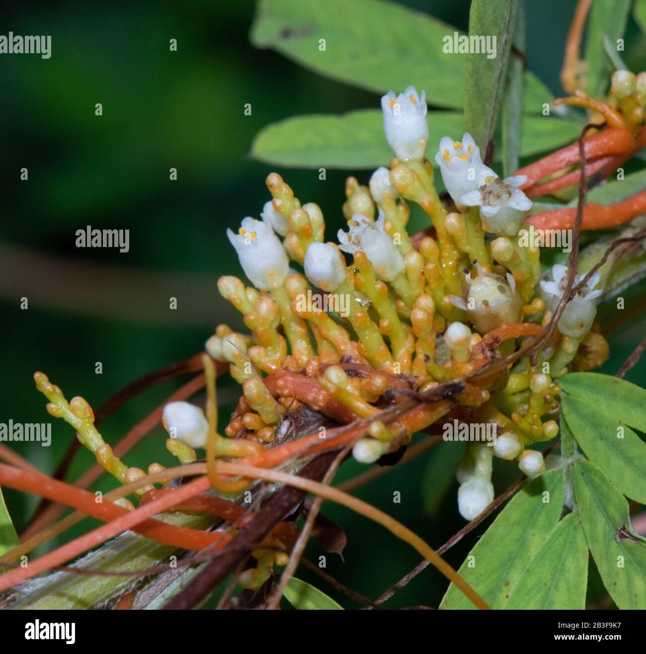 White flowers bloom on scaldweed or dodder, a parasitic plant Stock Photo