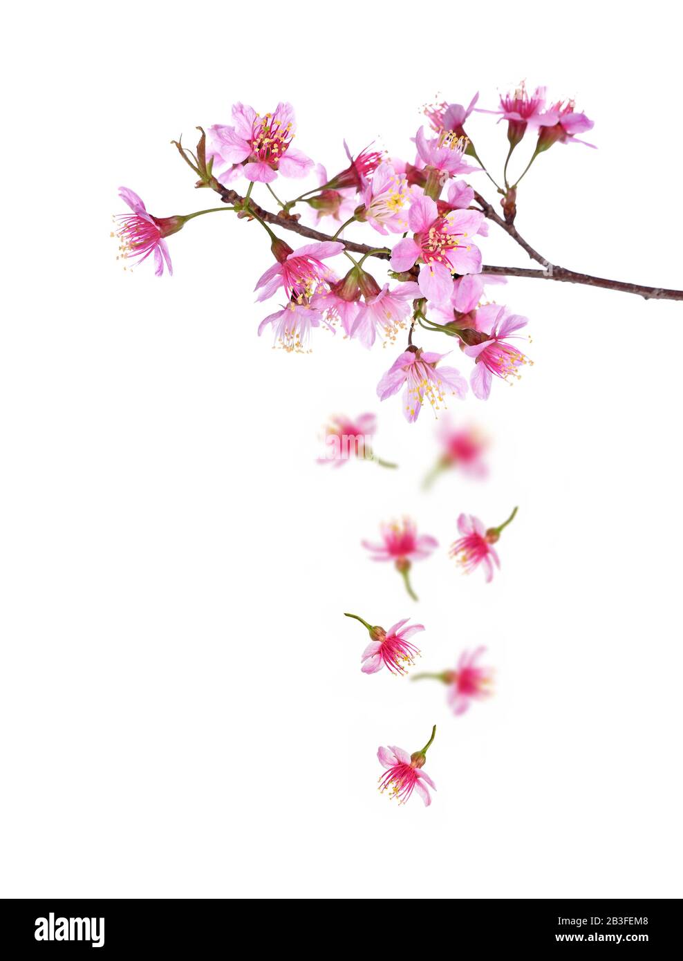 Pink Cherry blossom flowers white background Stock Photo - Alamy