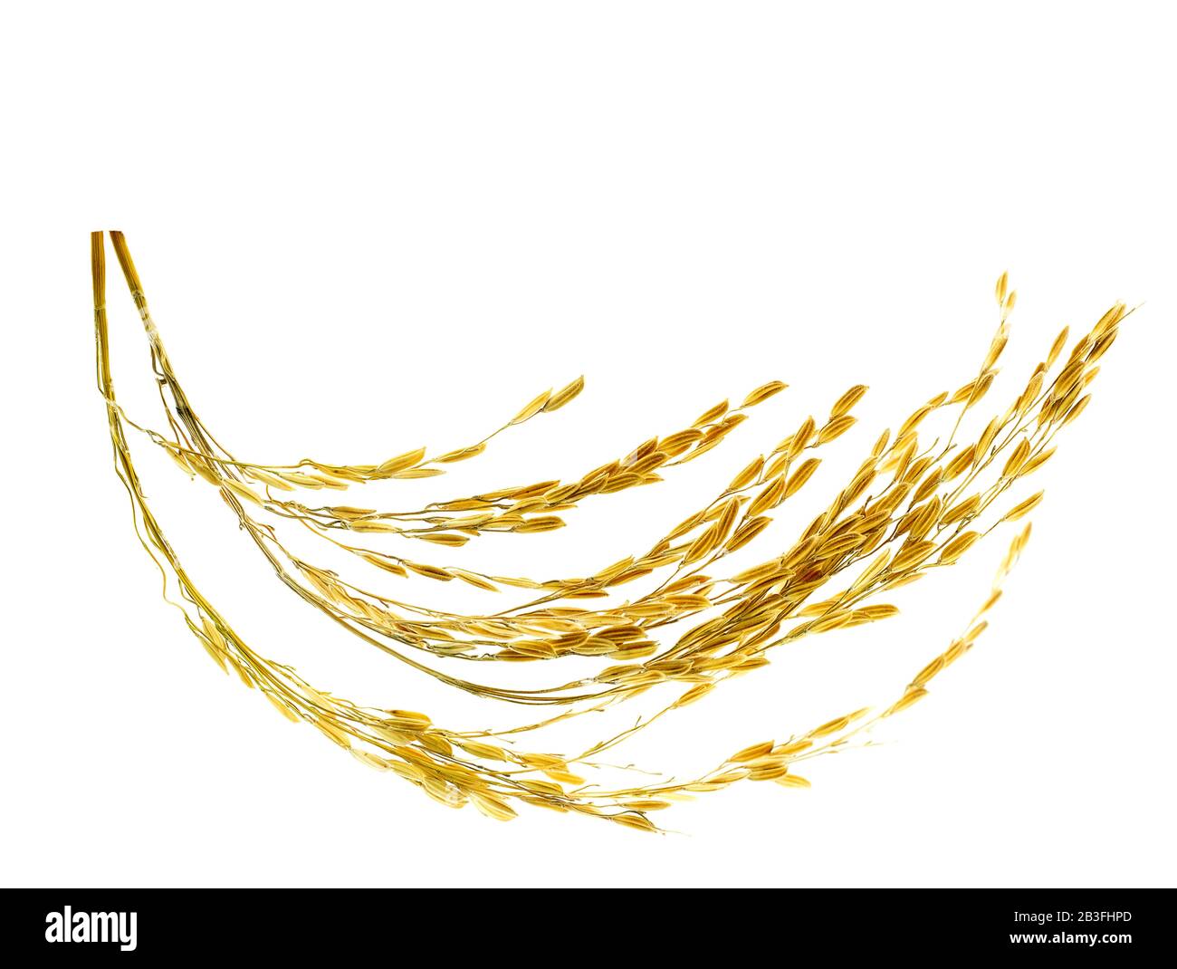 Ear of sticky paddy rice at isolated white background Stock Photo - Alamy