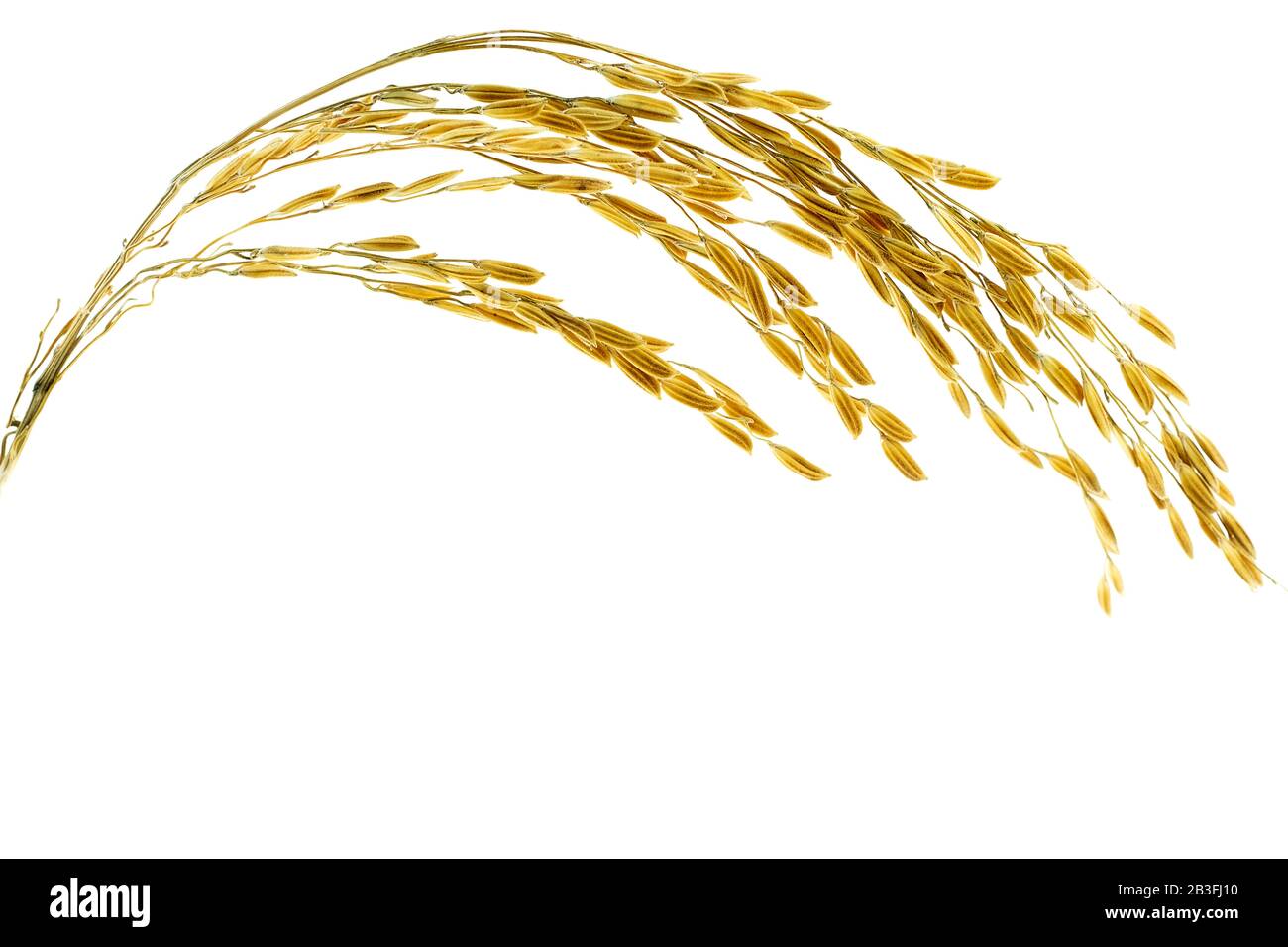 Ear of sticky paddy rice at isolated white background Stock Photo - Alamy