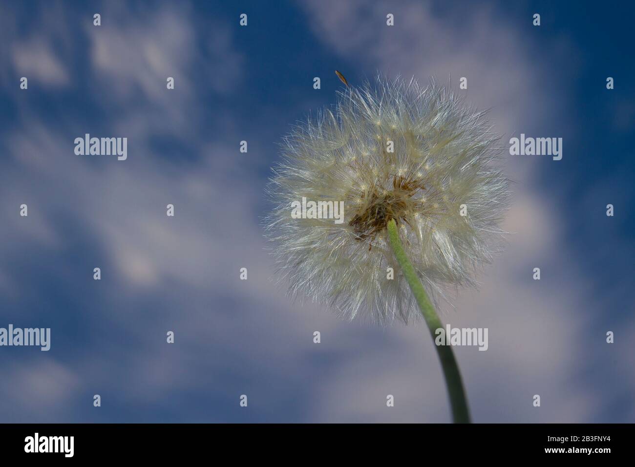 white dandelion (taraxacum officinalis) or erythrospermum plant flower against a blurry blue sky and clouds Stock Photo