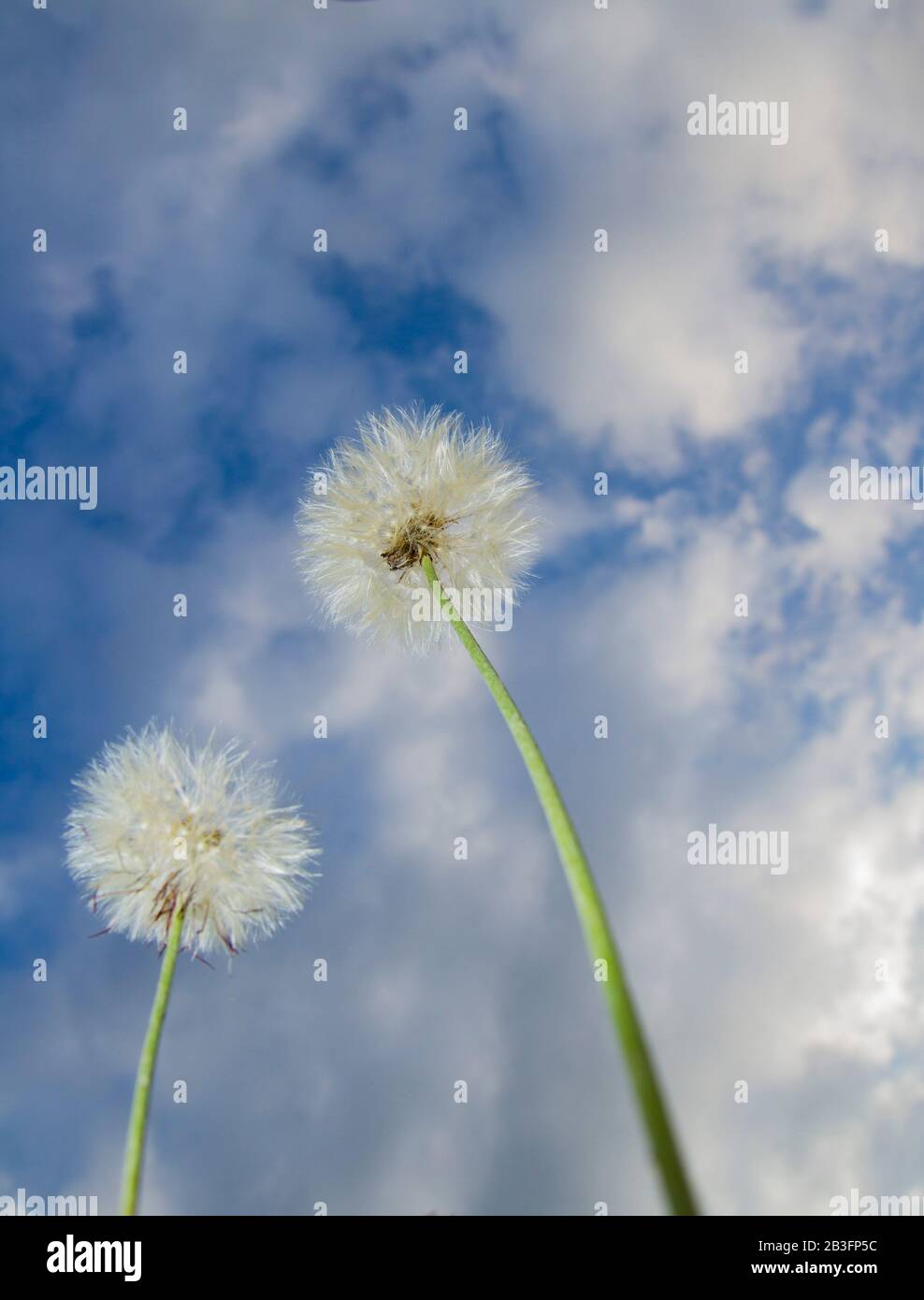 two white dandelion (taraxacum officinalis) or erythrospermum plant flower against a blurry blue sky and clouds ,low angle Stock Photo