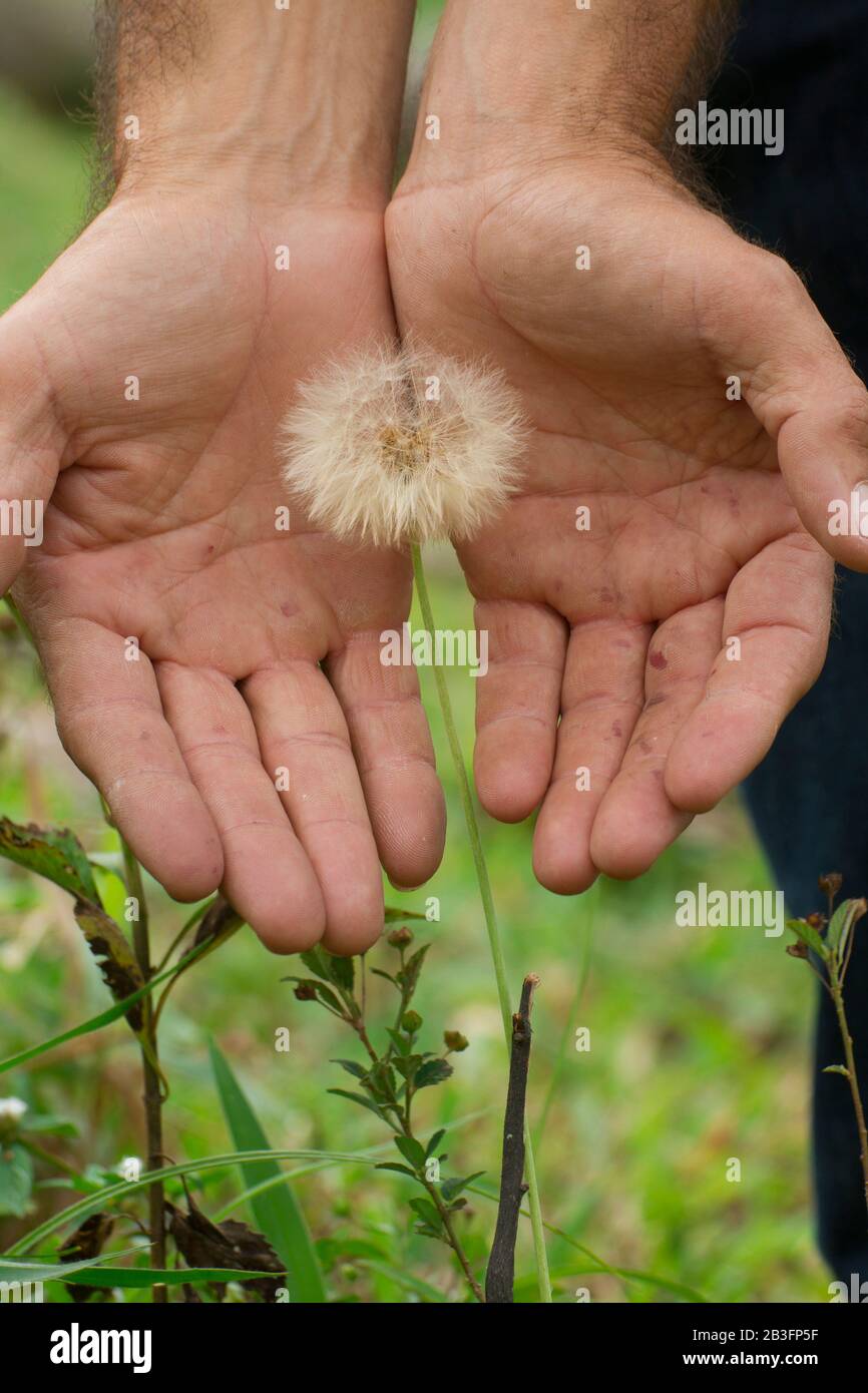 close up of man hands holding white dandelion (taraxacum officinalis) or erythrospermum plant flower in outdoor Stock Photo