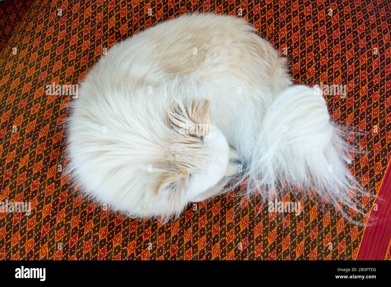 An overhead view of a white Pomeranian dog sleeping on red bedding. Stock Photo