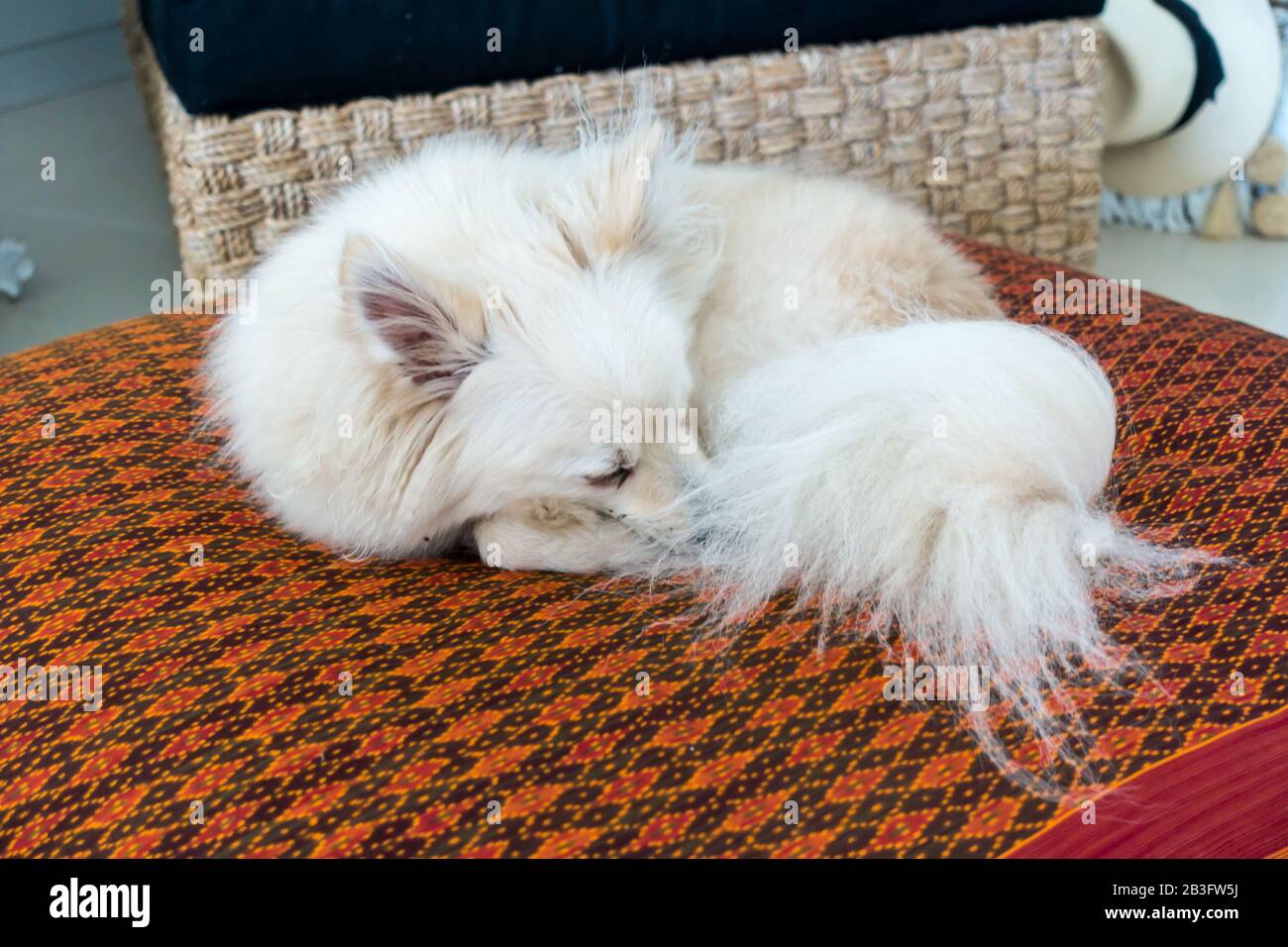 A white Pomeranian asleep on red bedding. Stock Photo