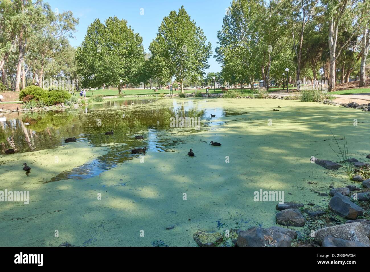 Duck Pond with Ducks and Duck Weed at Bicentennial Park Tamworth Australia. Stock Photo