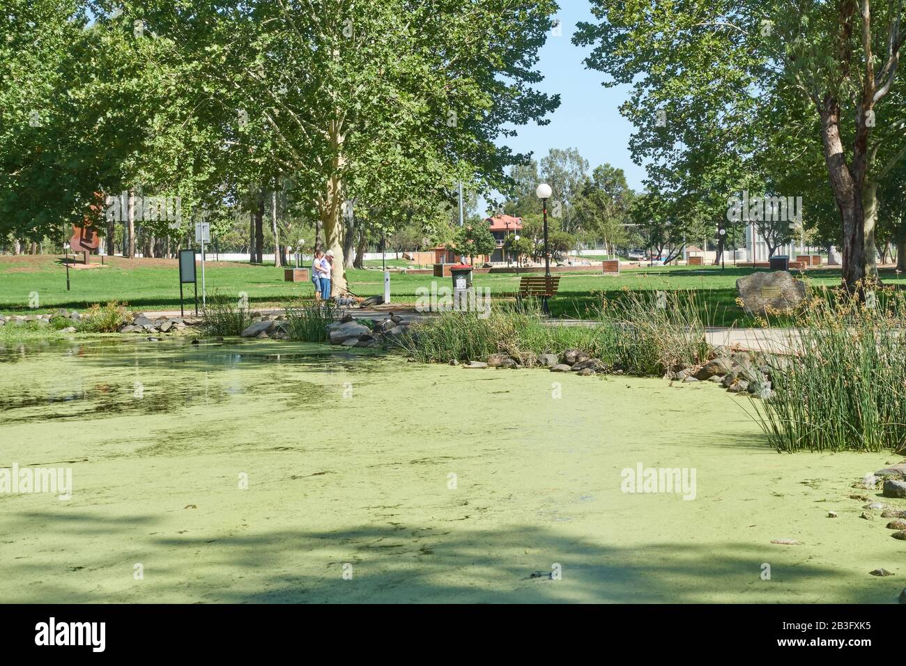 Duck pond covered with Duckweed, Bicentennial Park Tamworth Australia. Stock Photo