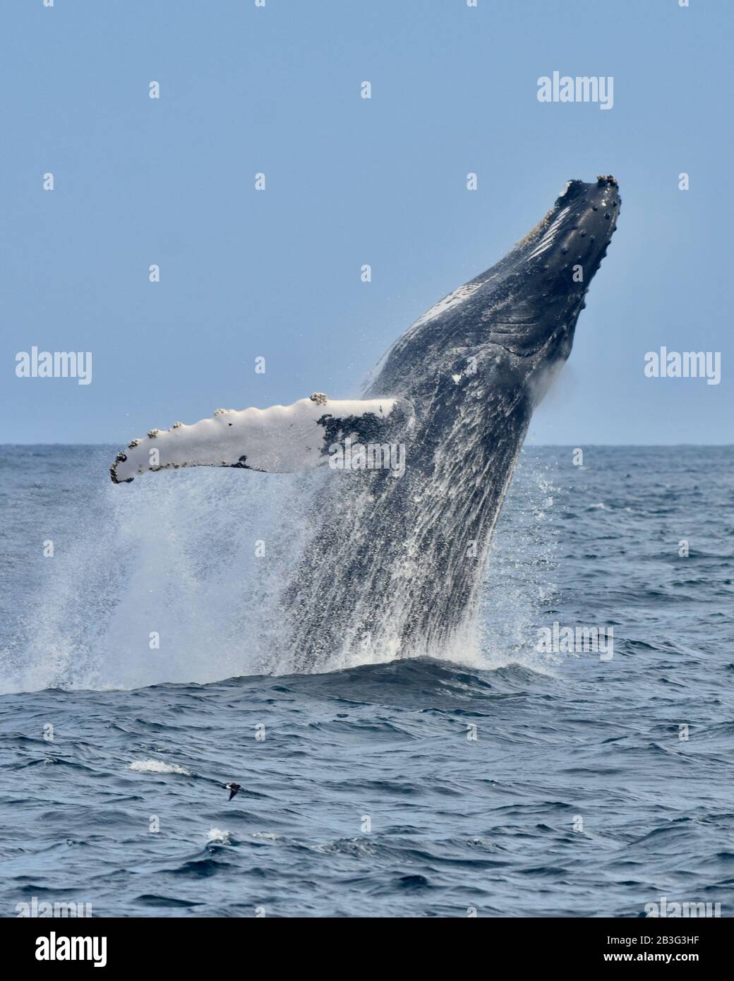 A breaching humpback whale (Megaptera novaeangliae) throws its massive body out of the water. Copy space. Great South Channel, North Atlantic. Stock Photo