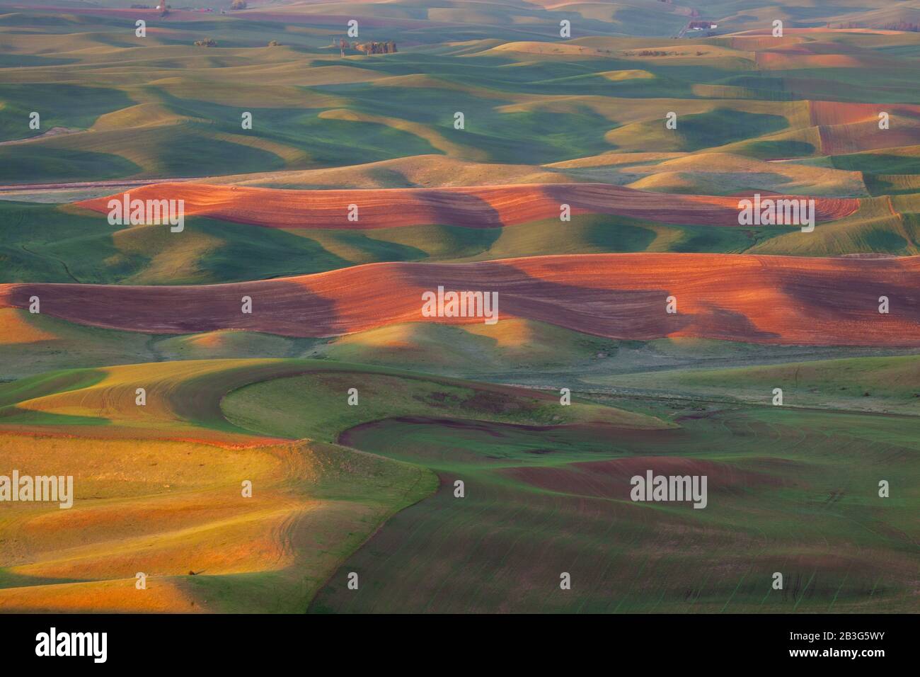 Wheat fields in spring from Steptoe Butte, The Palouse, Washington Stock Photo