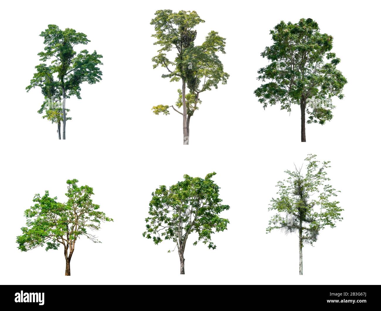 Collection Of Tree Dwarf Tamarind Beautiful Isolated On White Background Stock Photo Alamy Collection Of Tree Dwarf Tamarind Beautiful Isolated On White Background Stock Photo Alamy