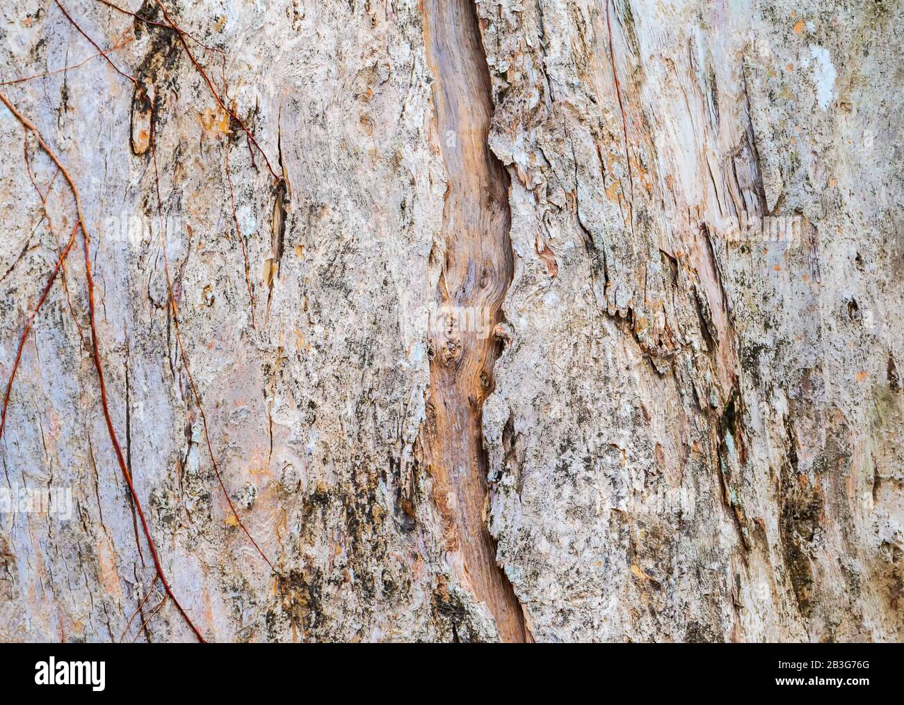 tree trunk nature. bark texture pattern wood for background image ...