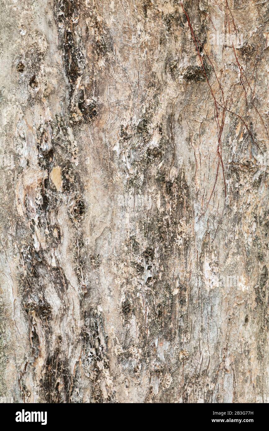 tree trunk nature. bark texture pattern wood for background image ...