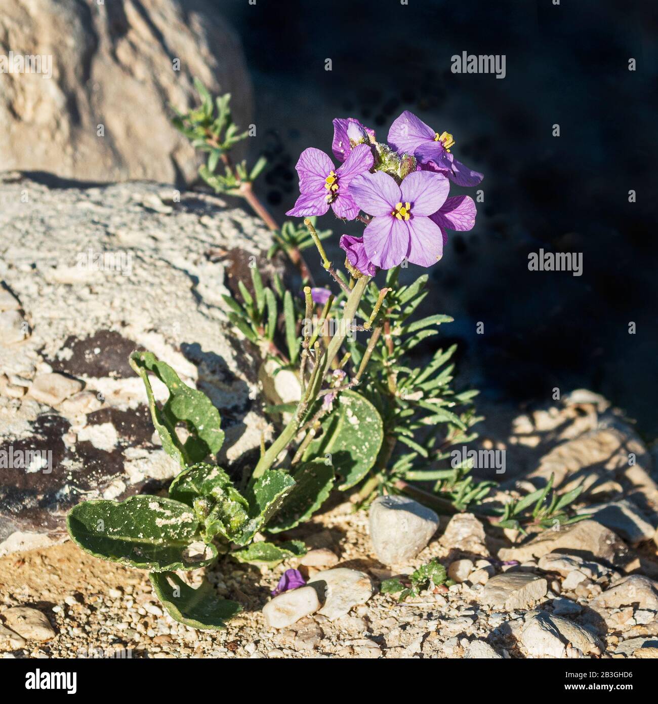 a small specimen of Diplotaxis acris aka desert rocket blooming among the rocks and boulders of the akev stream in the zin valley in israel Stock Photo