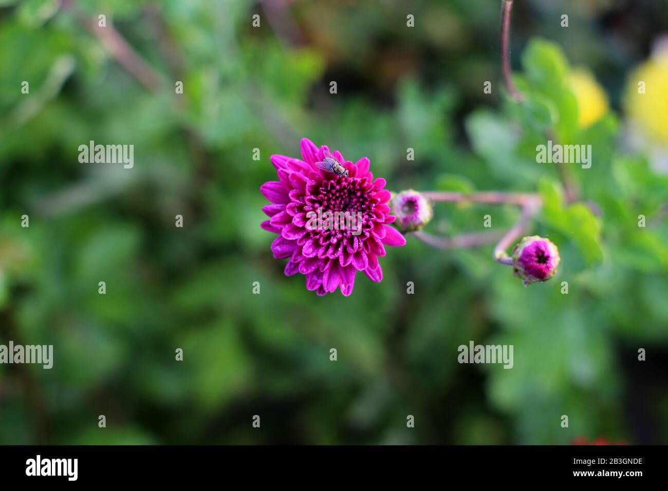 magenta flowers images Stock Photo