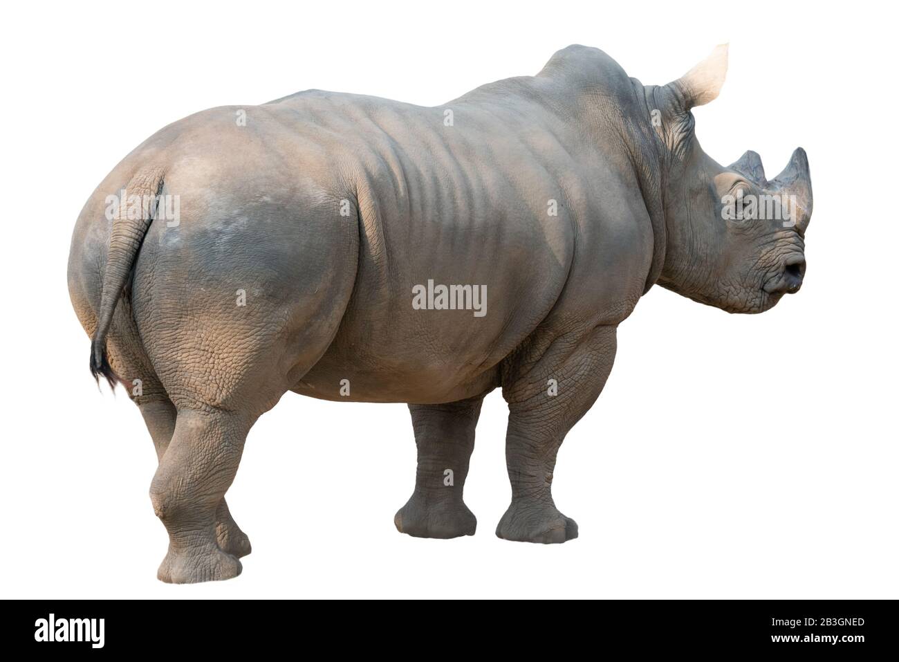 white rhinoceros isolated on white background Stock Photo