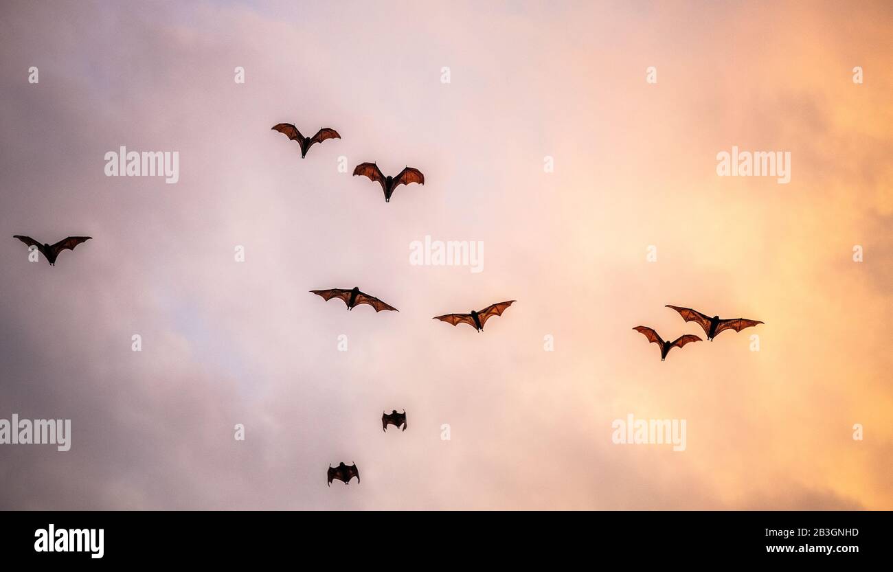 A flock of fruit bats in the sunset sky. The small flying fox, island ...