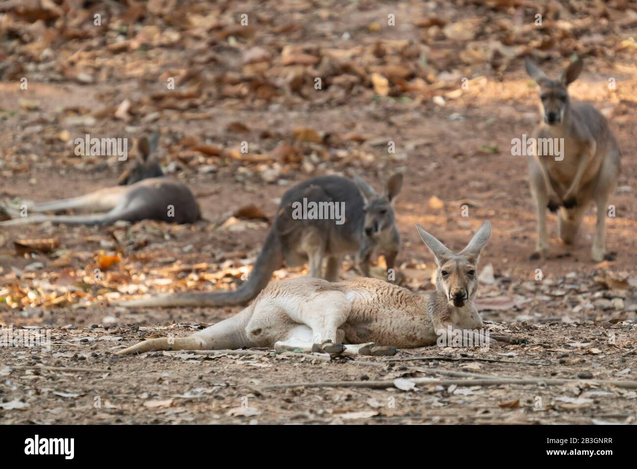 kangaroo lying on the ground Stock Photo
