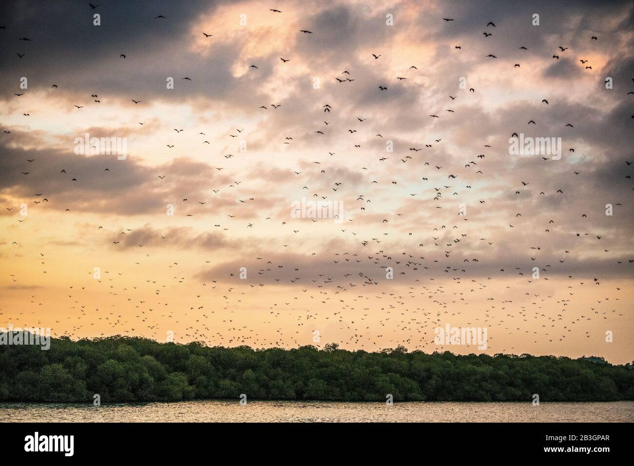 A flock of fruit bats in the sunset sky. The small flying fox, island ...