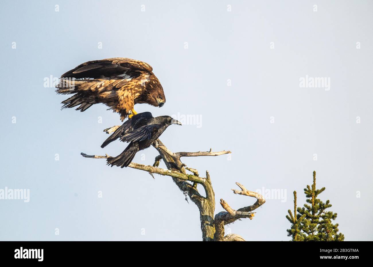 Raven and  White-tailed eagle on the tree. Scientific name: Haliaeetus albicilla, Ern, erne, gray eagle, Eurasian sea eagle and white-tailed sea-eagle Stock Photo