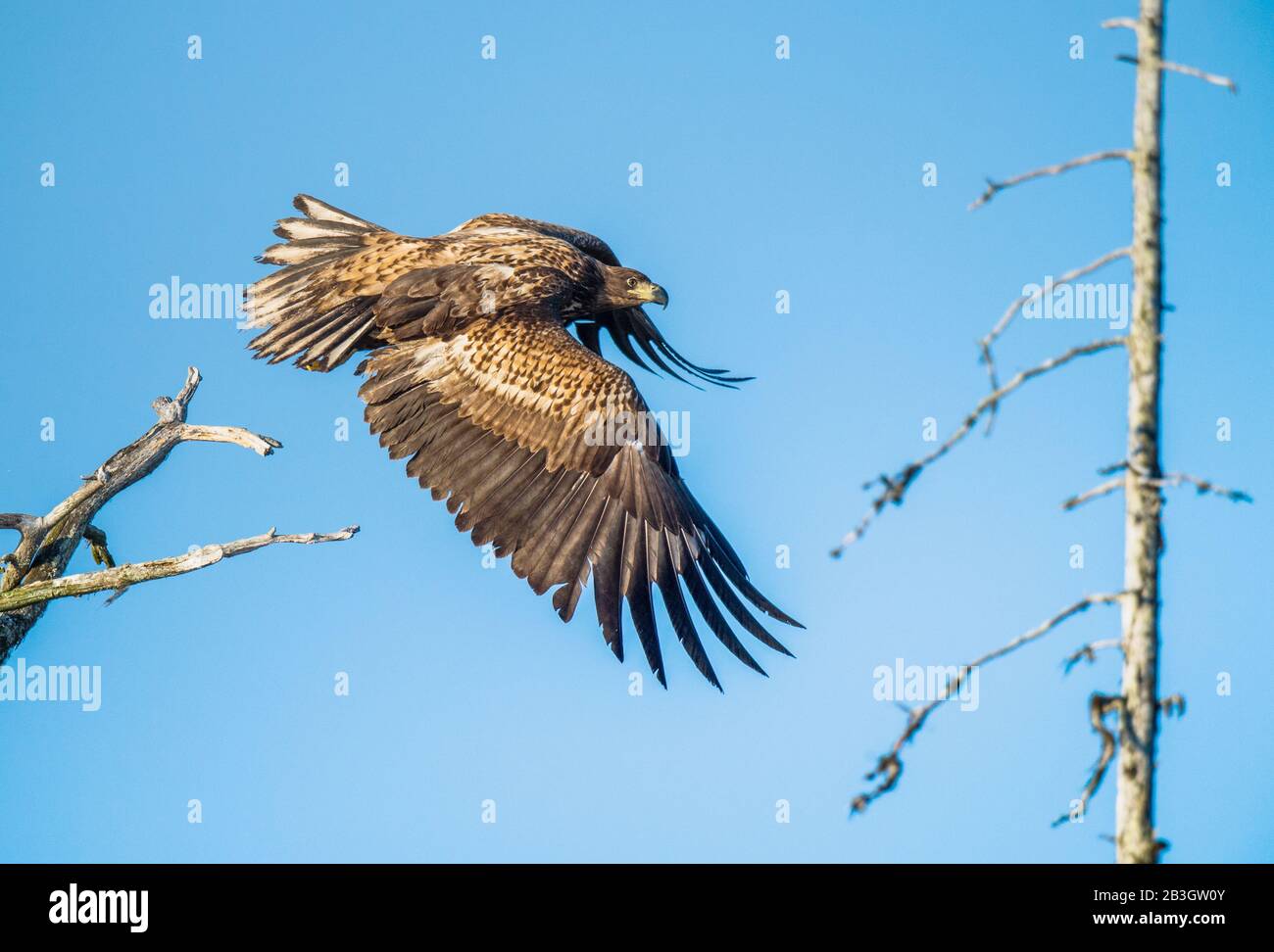 Juvenile White-tailed eagle  in flight. Side view. Sky background. Scientific name: Haliaeetus albicilla, Ern, erne, gray eagle, Eurasian sea eagle an Stock Photo