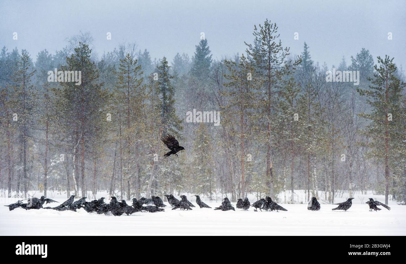 Ravens sitting in the snow. Winter forest Stock Photo