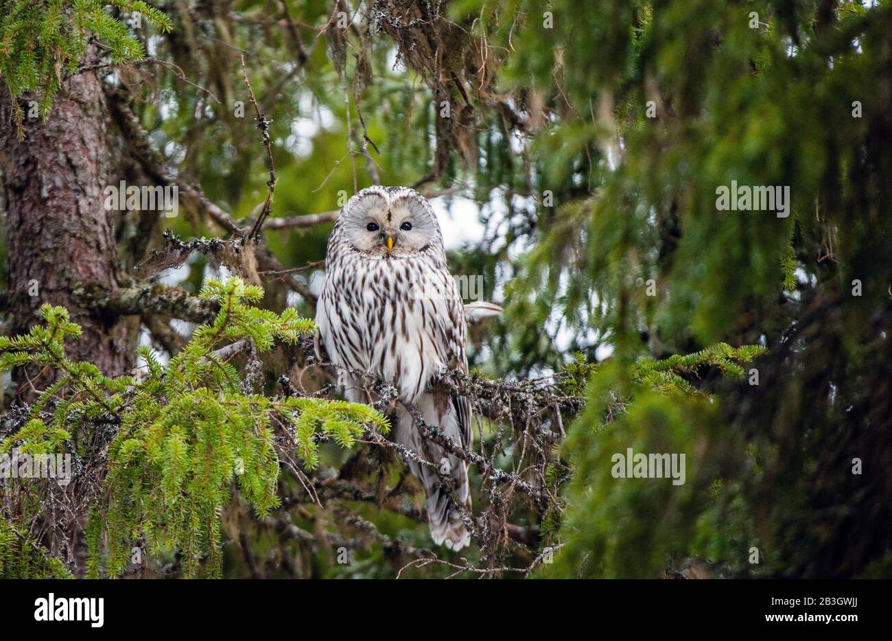 An owl sits on the branches of a fir tree. Ural owl, Scientific name: Strix uralensis. natural habitat, winter season Stock Photo