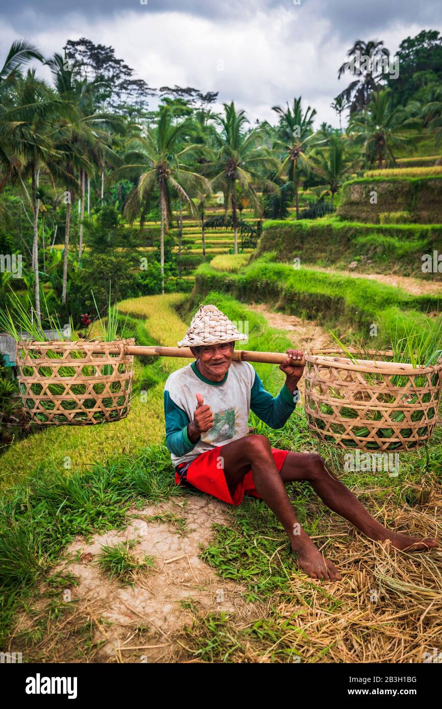 Rice farmer, Tegallalang Rice Terrace, Bali, Indonesia Stock Photo