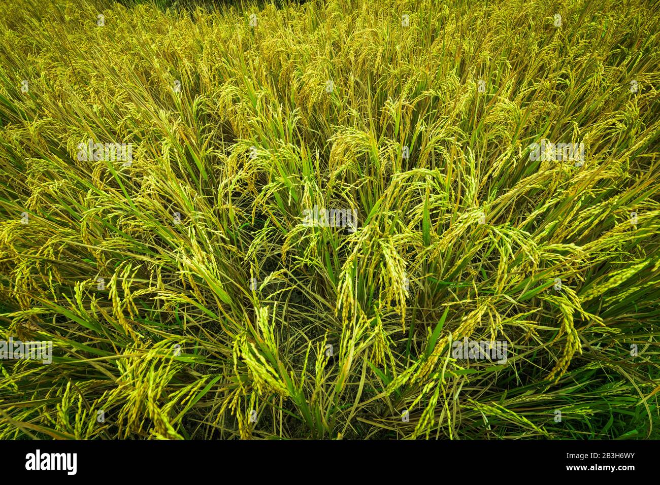Tanggalang Rice Rice detail, Tegallalang Rice Terrace, Bali, Indonesia Stock Photo - Alamy