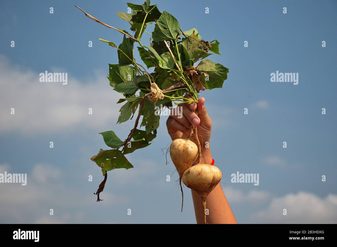 Human hand holding turnip against the blue sky Stock Photo