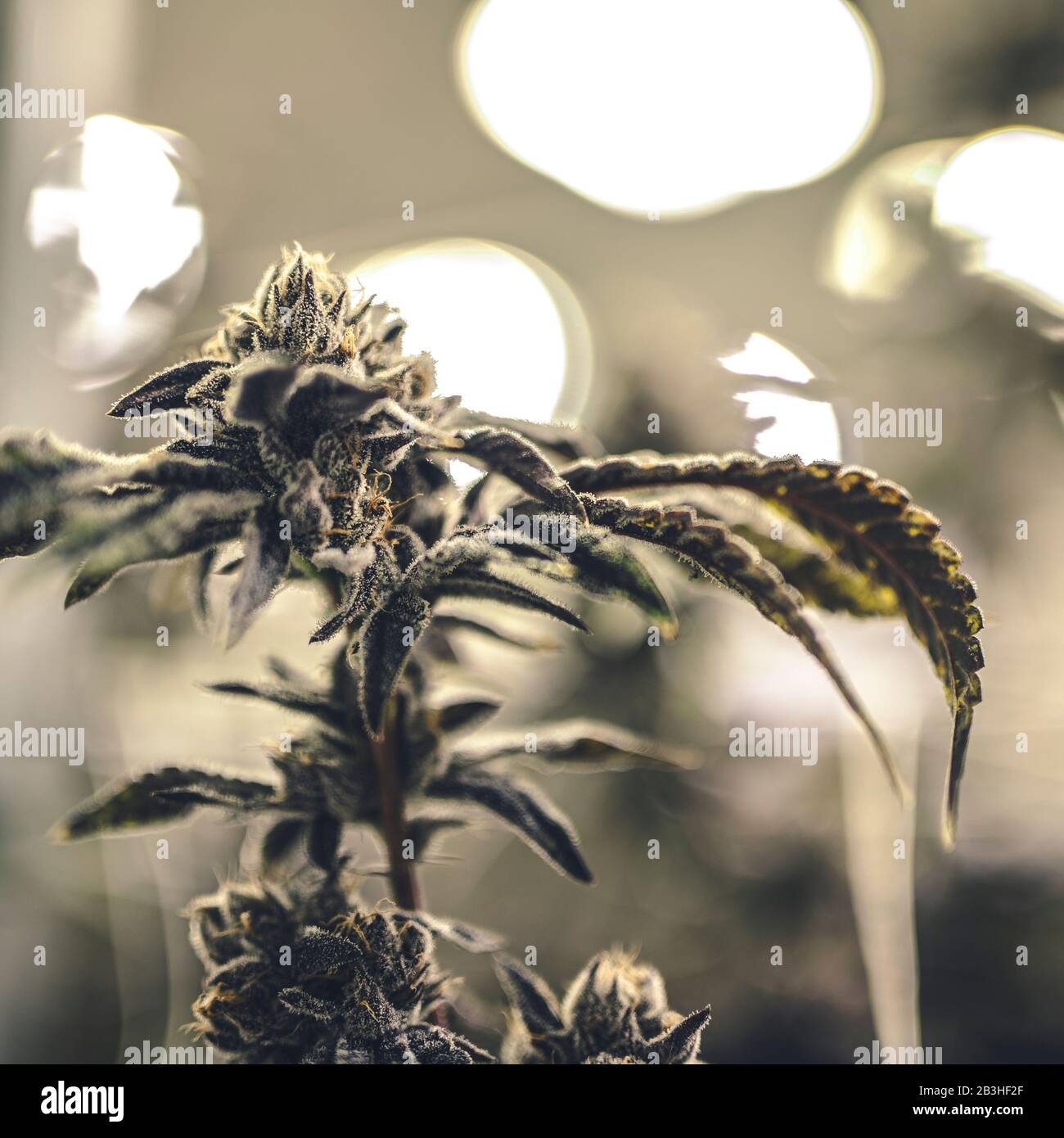 Warm colored weed nugs and leaves at indoor greenhouse Stock Photo Alamy