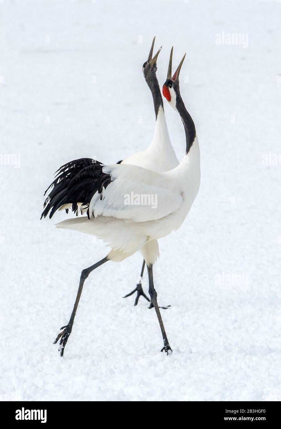 Dancing Cranes. The ritual marriage dance of cranes. The redcrowned