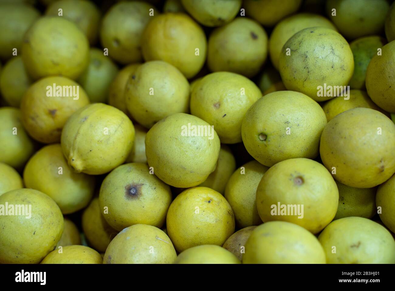 Chinese Quince High Resolution Stock Photography and Images Alamy