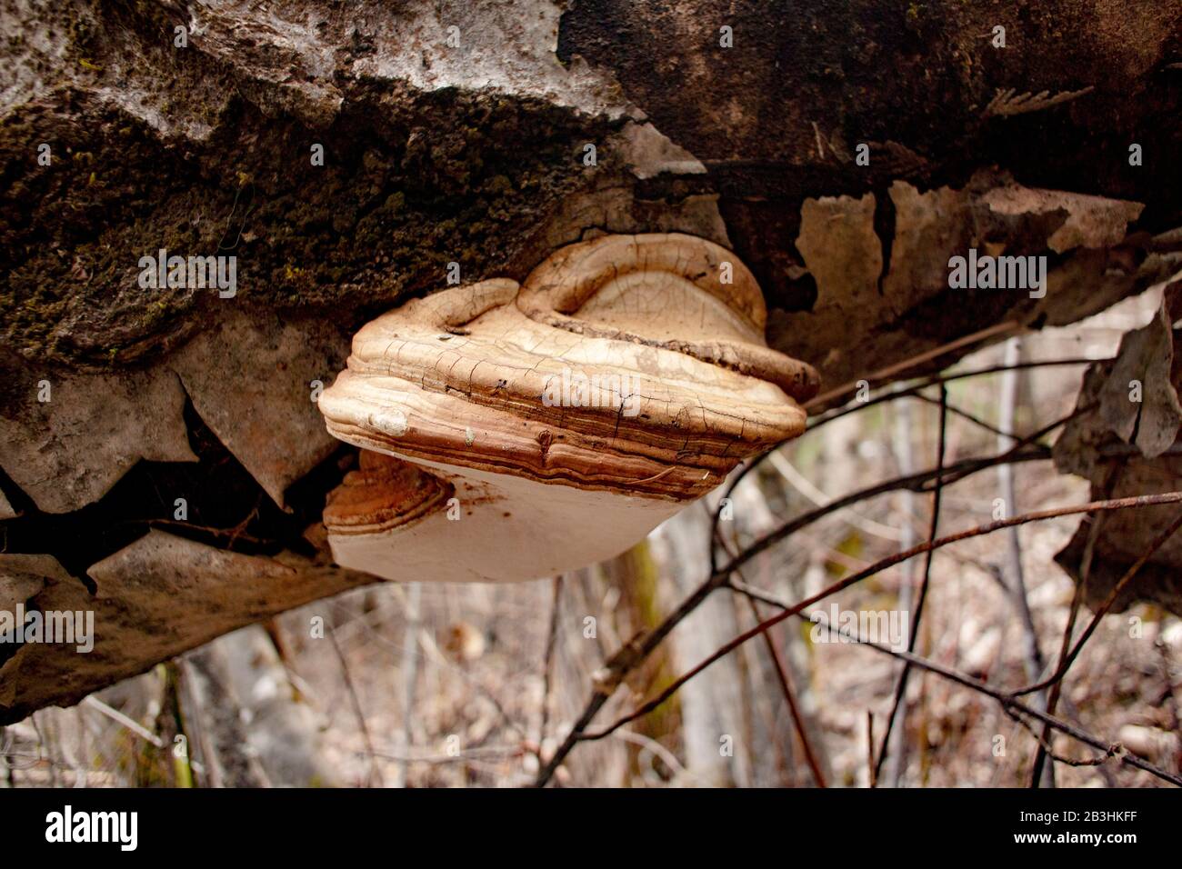 An Artist's Conk mushroom, Ganoderma applanatum growing on a dead gray alder, west of Troy, Montana. Stock Photo