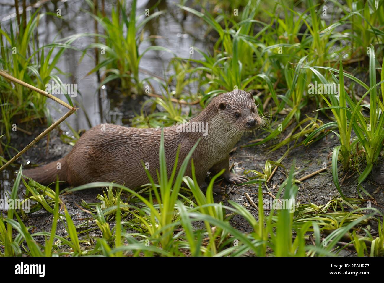 Europaeischer Fischotter, Wildpark, Gross Schoenebeck, Schorfheide, Brandenburg, Deutschland Stock Photo