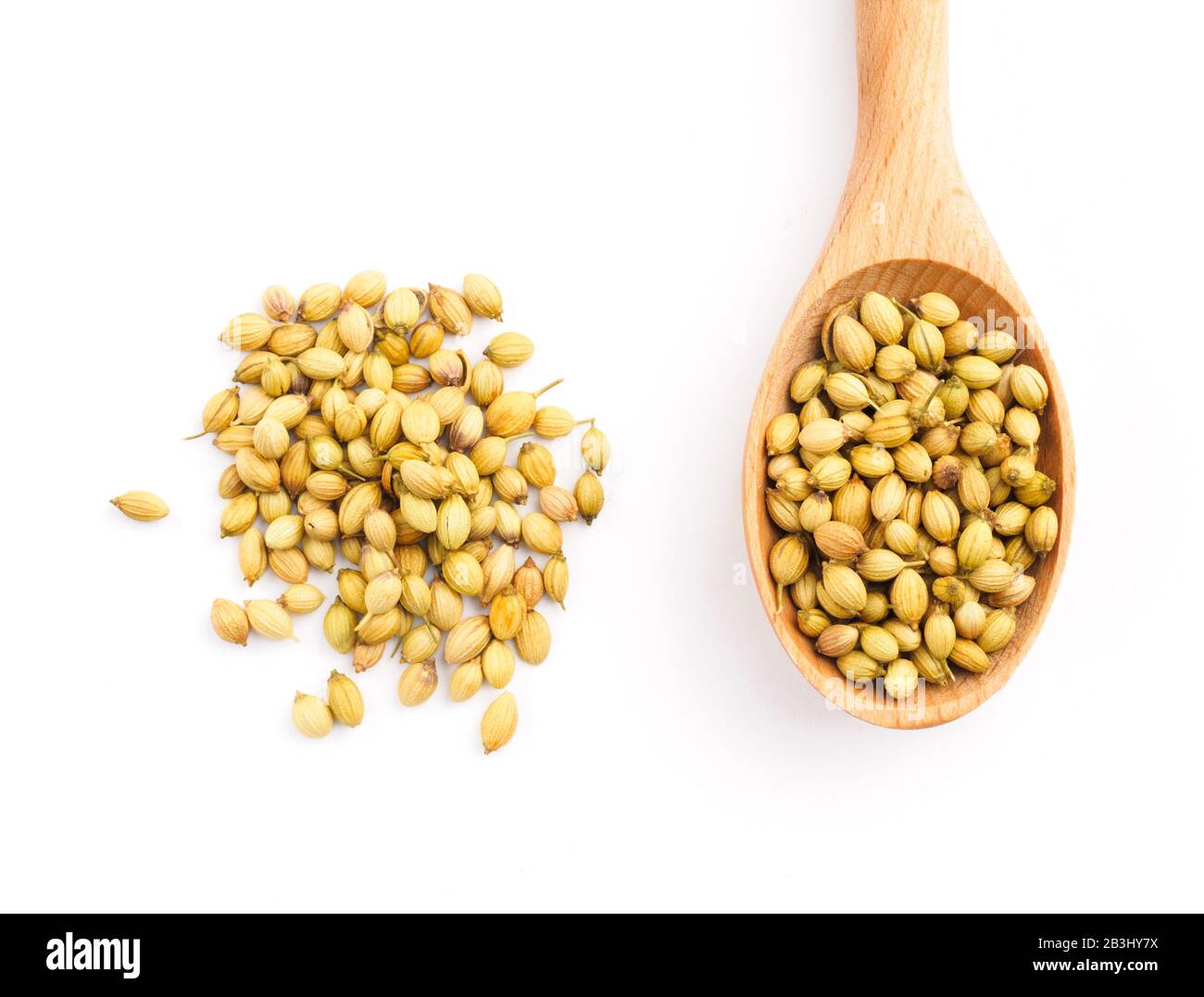 Spice coriander (Coriandrum sativum) seeds in wooden spoon isolated on