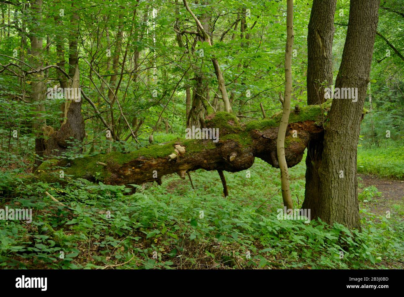 Biotop, Ilmtal, Thueringer Wald, Thueringen, Deutschland Stock Photo