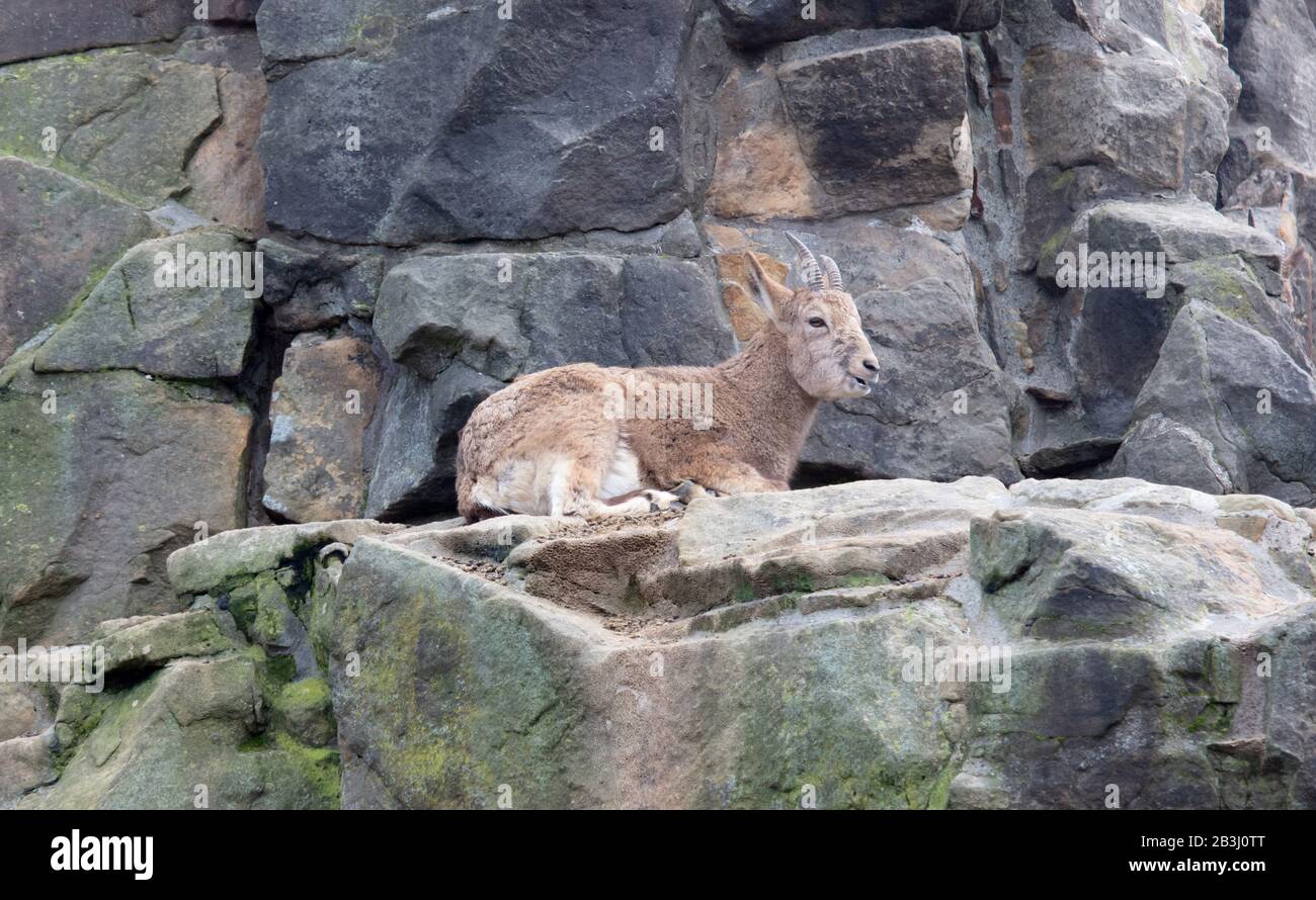 Capricorn resting on the rocks, selective focus Stock Photo - Alamy