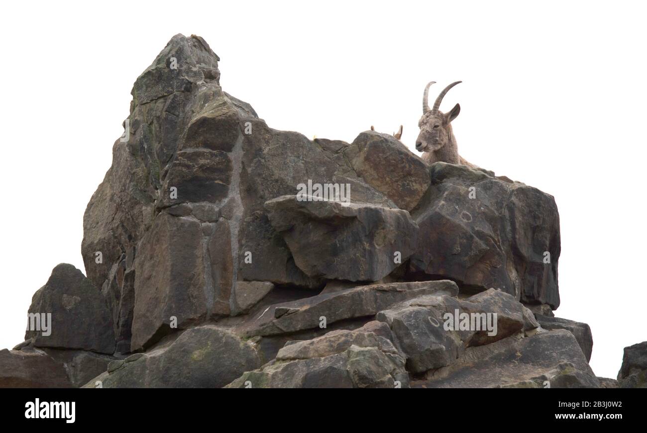 Capricorn resting on the rocks, selective focus Stock Photo - Alamy